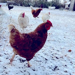 Meet your Posher, Chelsea